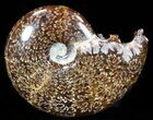 Cleoniceras Ammonite Fossil - Madagascar #40913-1